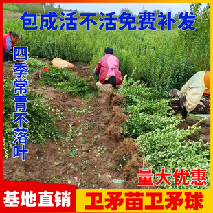 卫矛苗卫矛球冬青四季常绿耐寒绿化工程苗木别墅庭院绿篱篱笆植物