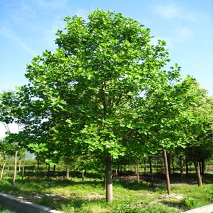 楸树植物道路公园厂区绿化植物乔木马褂木南北方种植树木