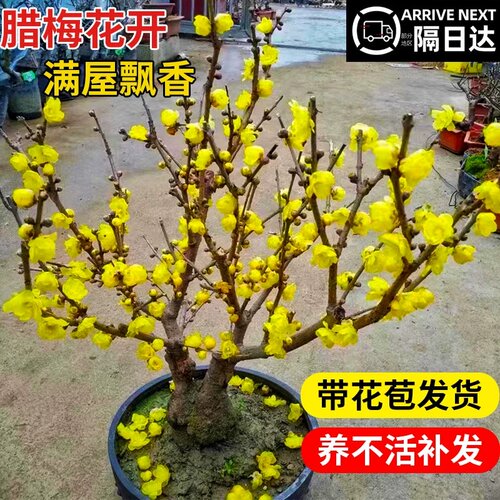 腊梅花树苗浓香素心腊梅盆栽老桩