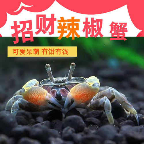 辣椒蟹迷你辣椒蟹活体宠物观赏蟹蟹淡水螃蟹深水蟹草缸除藻