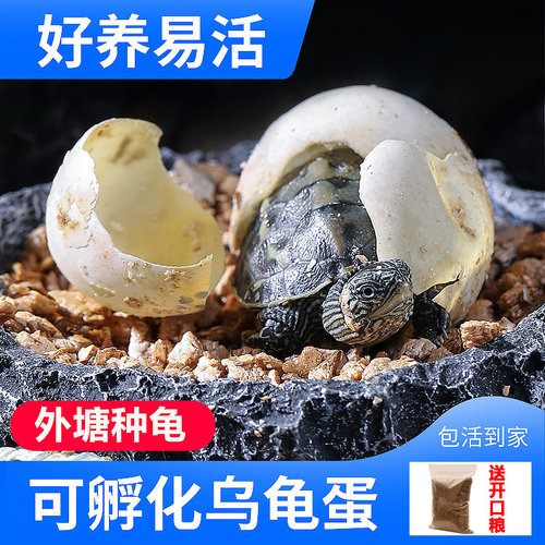 可孵化乌龟蛋小宠物中华草龟幼儿园小学生墨龟巴西龟受精活物活体