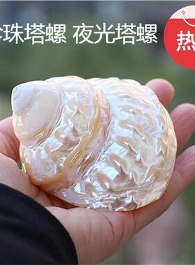 天然海螺贝壳螺珍珠塔荧光标本摆件装饰收藏鱼缸家居造景夜光水族