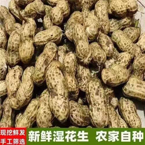 2026年新鲜湿花生现挖现发生花生薄壳带泥粉皮鲜花生可水煮可生吃