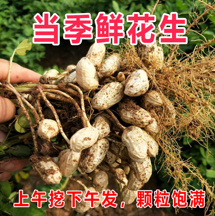 新鲜花生现挖现发农家种植大颗粒饱满应当季红皮湿花生带壳生花生