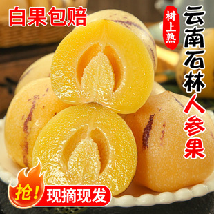 云南石林人参果新鲜水果树上熟5斤大果黄肉果10斤当季整箱包邮