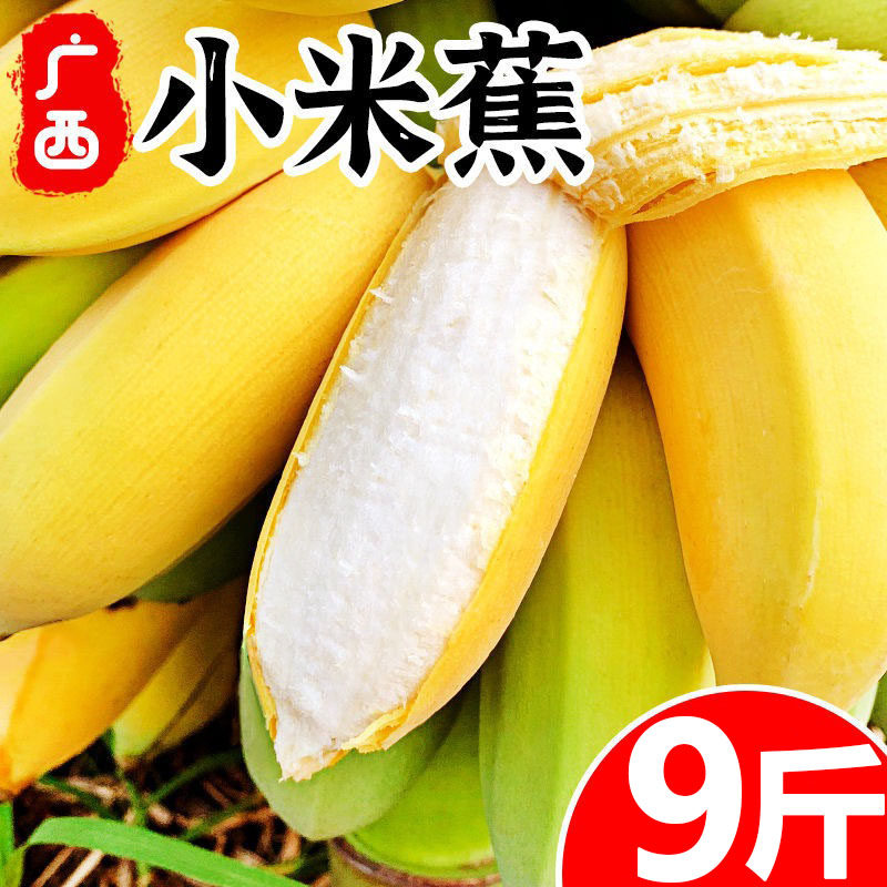 正宗广西小米蕉9斤香蕉当季新鲜水果小香蕉苹果蕉自然熟粉蕉包邮