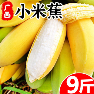 包邮 正宗广西小米蕉9斤香蕉当季 新鲜水果小香蕉苹果蕉自然熟粉蕉