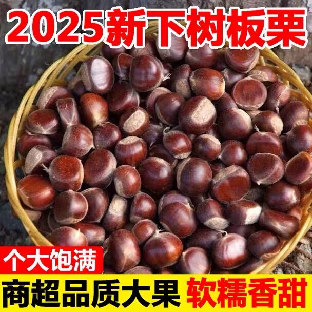 新货云南板栗新鲜板栗甜板栗油栗甘栗老树板栗粉糯回甘板栗毛栗子