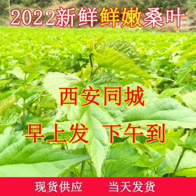 西安同城11点前下单当日达学生蚕宝宝天然食物桑叶新鲜嫩现摘现发