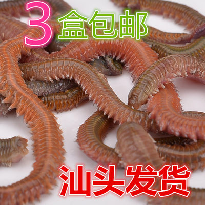 活青虫红青虫沙蚕船钓海钓活饵蚓蜈蚣鲈鱼海钓饵汕头发钓鱼者