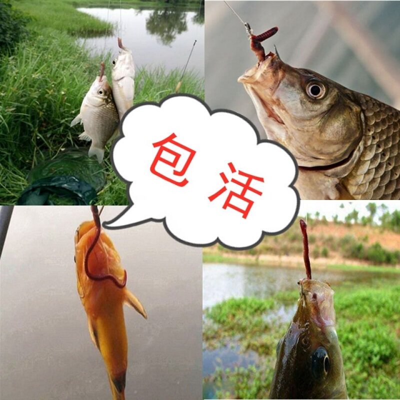 蚯蚓活饵鲜活小号大号特大野钓钓鱼1斤大红散装盒装红虫鱼饵饵料图片
