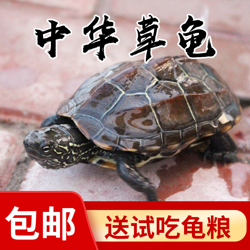 乌龟活体 中华草龟外塘草龟小观赏龟水龟金线龟宠物龟活物龟包邮