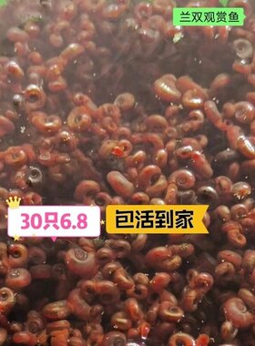 红苹果螺工具螺除藻螺宠物龟斑马狗头的天然活体饵料水族宠物食品