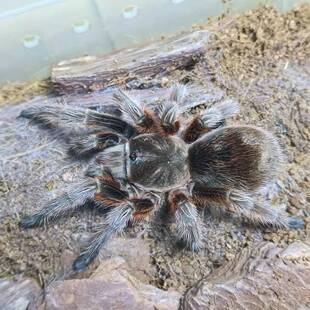 智利火玫瑰/红玫瑰巴西所罗门宠物蜘蛛海格力斯橙巴布巨人金直间