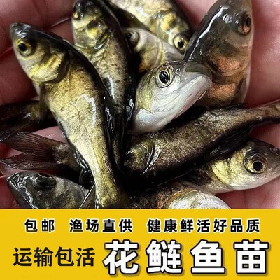 花鲢鱼苗大头鱼苗鳙鱼胖头鱼苗水花饲料鱼苗淡水养殖大尺寸白鲢鱼