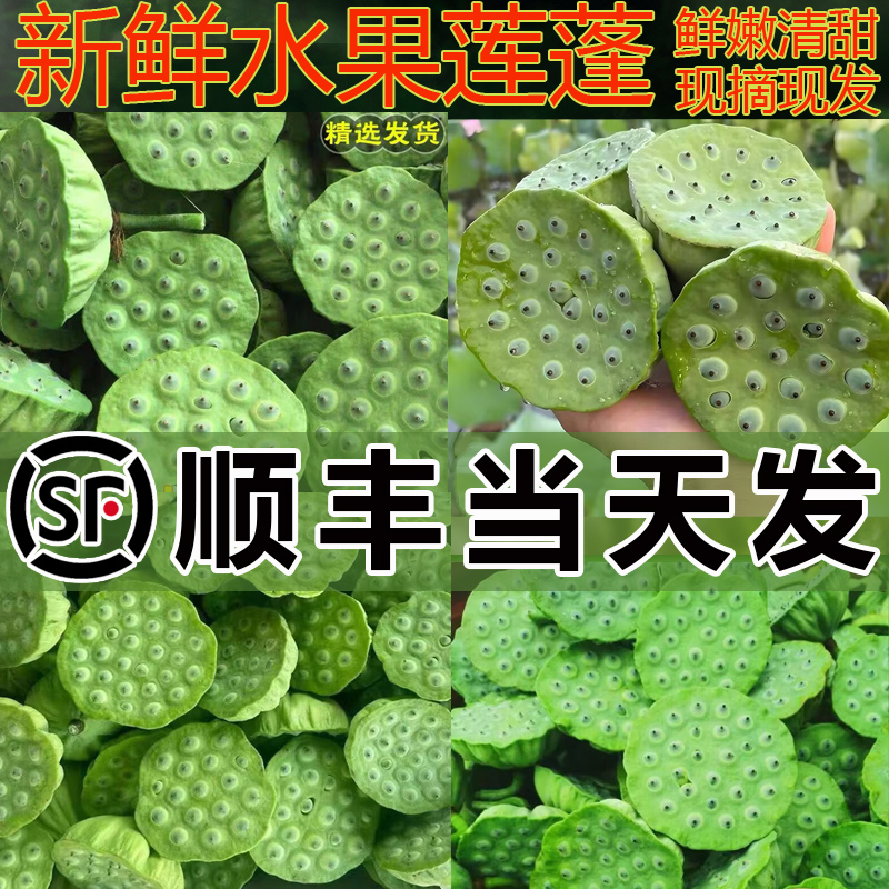 【顺丰当天发】特级现摘新鲜莲蓬