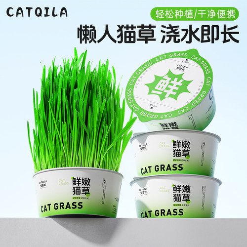 懒人鲜嫩猫草盆栽猫咪零食用品