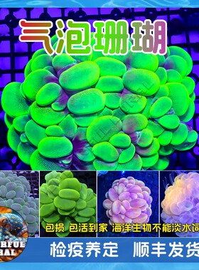 印尼猫眼荧光绿白气泡活珊瑚软体LPS海水鱼缸生物硬骨SPS断枝NPS