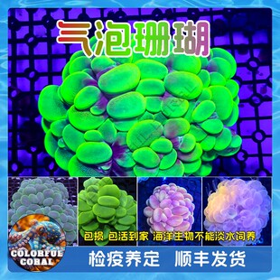 印尼猫眼荧光绿白气泡活珊瑚软体LPS海水鱼缸生物硬骨SPS断枝NPS