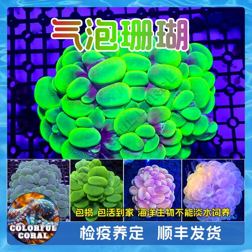 印尼猫眼荧光绿白气泡活珊瑚软体LPS海水鱼缸生物硬骨SPS断枝NPS