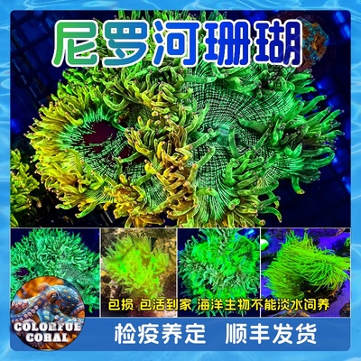 海水缸活生物印尼沙巴荧光绿尼罗河软体新手易养LPS珊瑚硬骨SPS