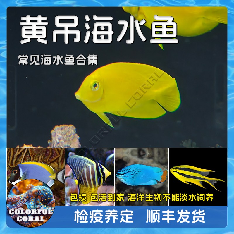 黄吊新手易养活海水观赏鱼已检疫珊瑚海缸蓝魔金燕子大帆吊蓝吊天