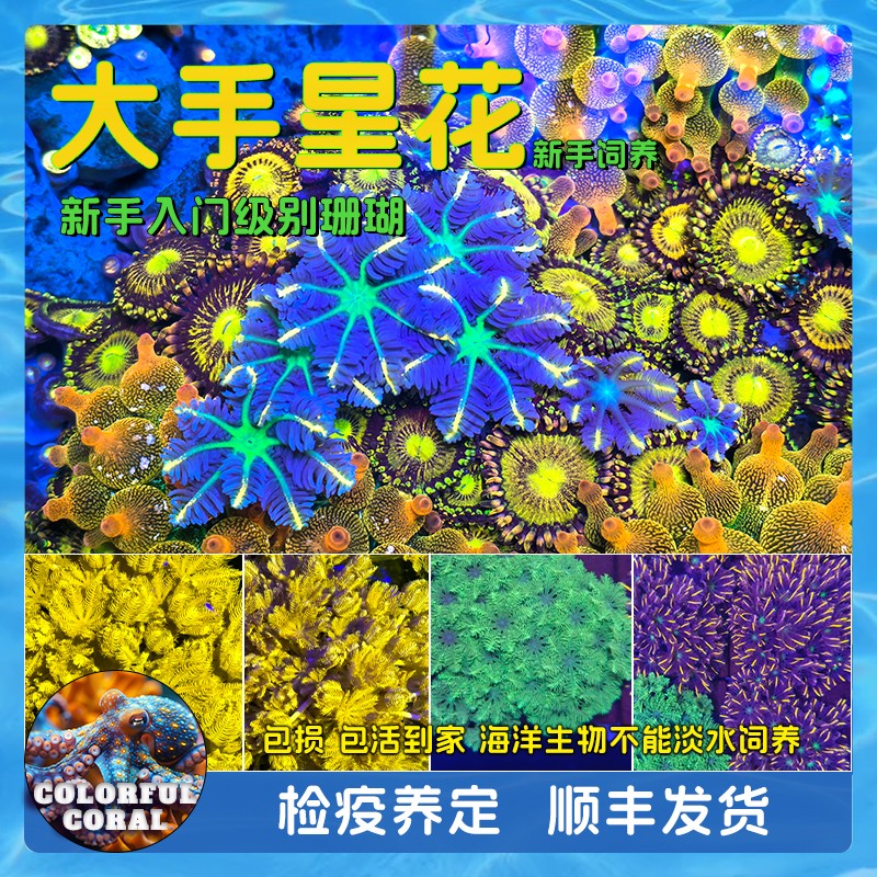 金边大手星花橙星花双色珊瑚