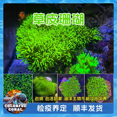 荧光绿北海日本草皮珊瑚lps软体人工观赏生物活体海水新手易养