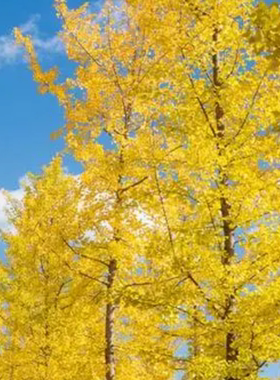 这是一家感情店一分钱素材