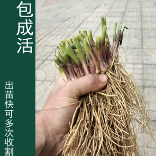 新韭菜根现挖紫根宽叶韭菜苗四季 盆栽阳台种菜绿色蔬菜宽叶