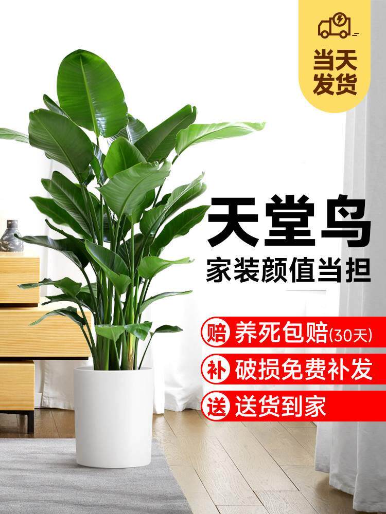 鸟盆栽室内大型除天醛侘寂风绿甲植真花鹤望兰客厅大叶网红植物堂