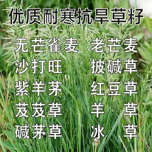 无芒雀麦种子沙打旺碱茅草紫羊茅红豆草芨芨草老芒麦耐寒绿化草籽