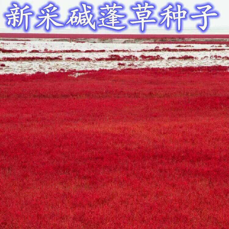 碱蓬种子盐角草碱菜盐菜沙地荒地耐盐碱治理土壤改良耐寒耐旱种籽