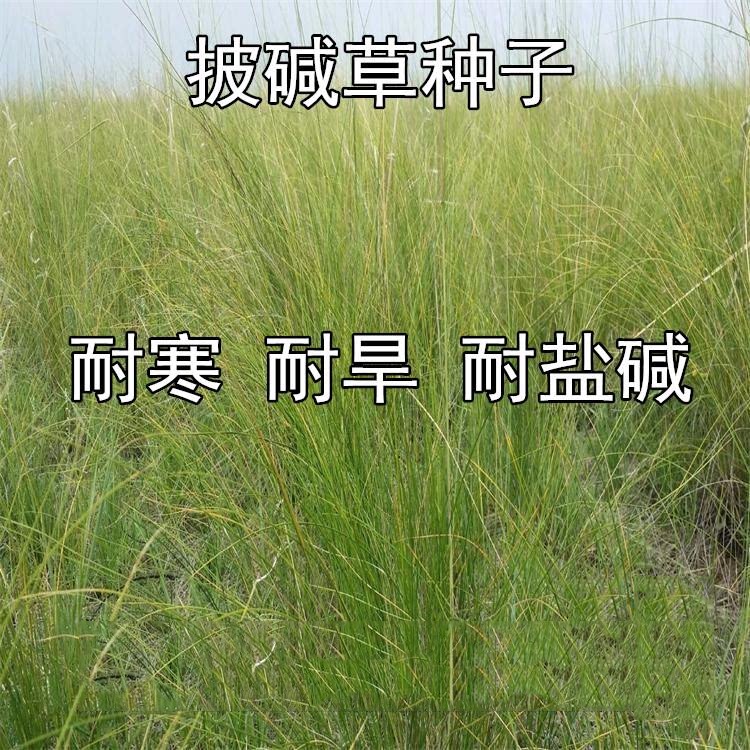 种子耐寒耐旱多年生护坡四季牧草图片