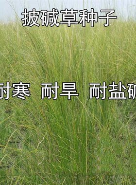 种子耐寒耐旱多年生护坡四季牧草