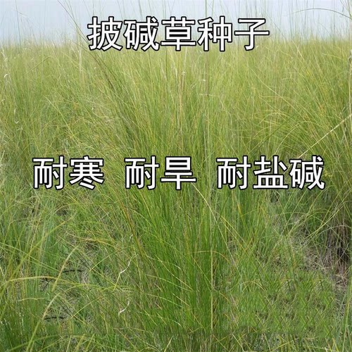 种子耐寒耐旱多年生护坡四季牧草