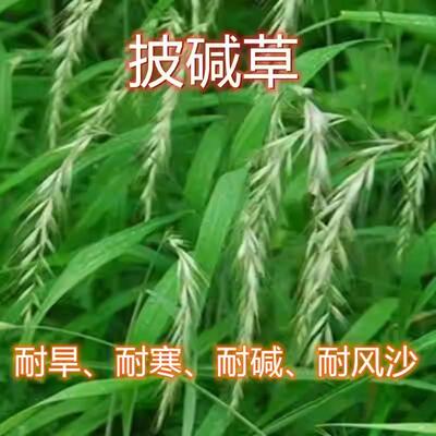 披碱草种子耐寒耐旱耐盐碱草种子多年生护坡固土四季抗风沙牧草籽