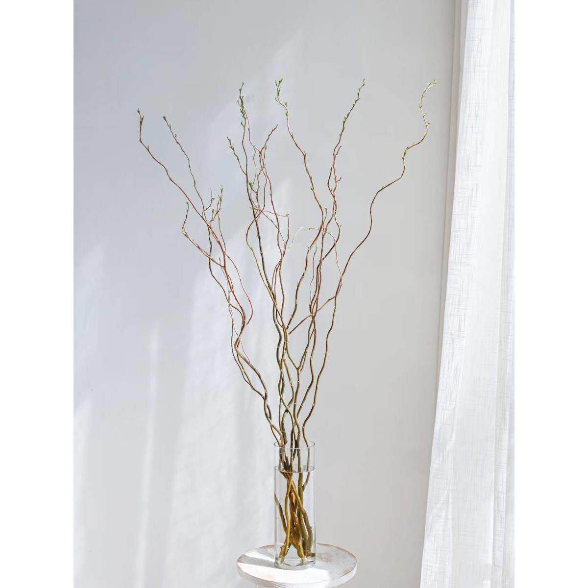 水培植物龙柳鲜枝切花水养绿植雪柳干支室内吊钟泡水长根装饰盆栽