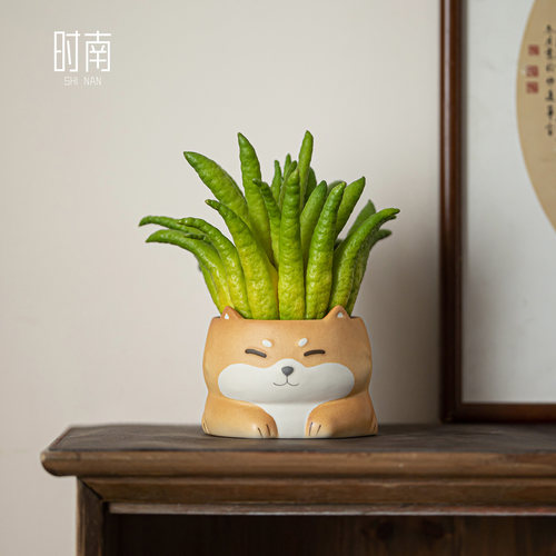 时南柴犬高颜值可水养佛手柑托盘