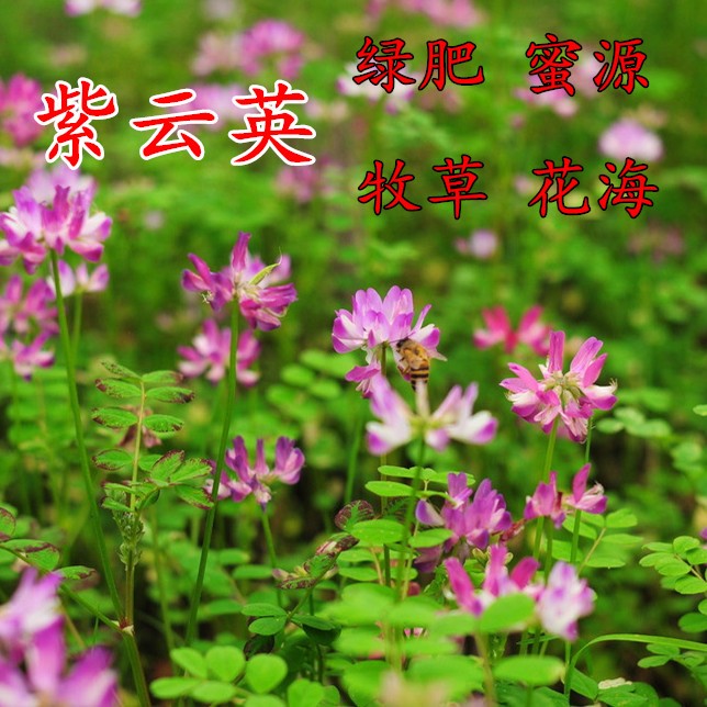 紫云英种子红花草种子养蜂蜜源高产固氮绿肥牧草种子食用野菜种籽