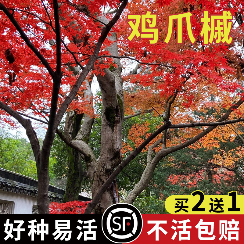 槭树种子鸡爪槭种子青榨槭糖枫树血皮槭茶条槭种子糖槭复叶槭种子