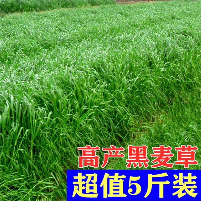 多年生黑麦草种子养殖禽畜进口高产耐寒四倍体宽叶秋冬季牧草种籽