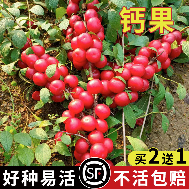 新采钙果种子 高钙果树种子 北方耐寒四季易种活种籽子 欧李种子
