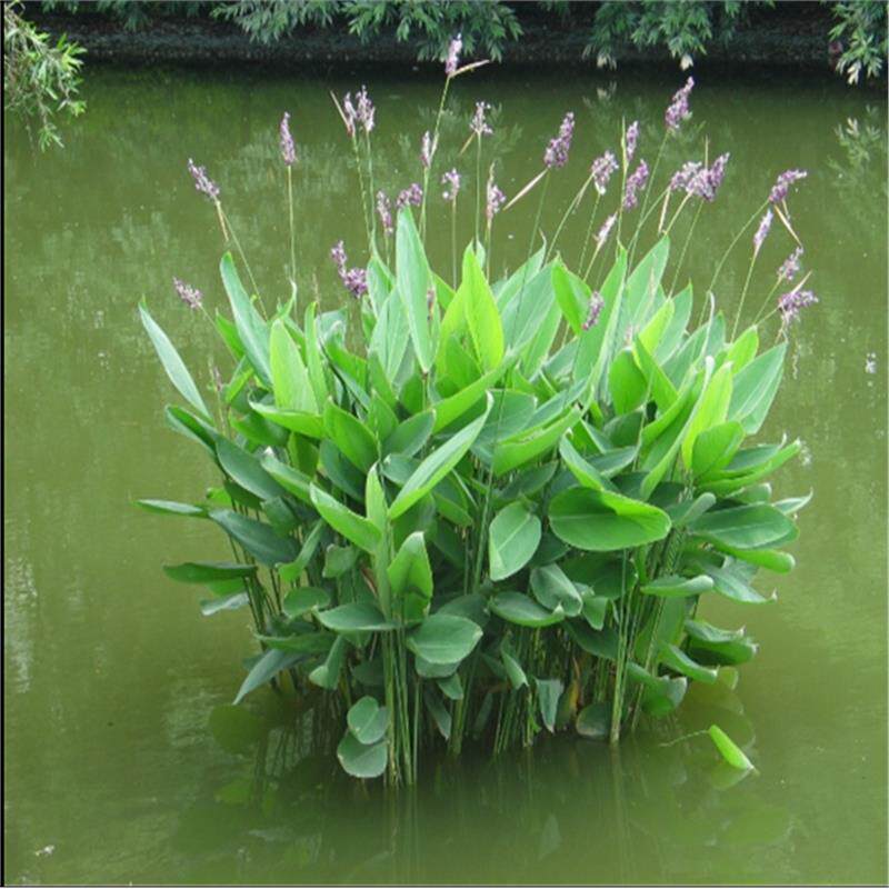 芒草种子 再力花种子千屈菜 花叶芦竹香蒲芦苇水葱梭鱼草鸢尾种子