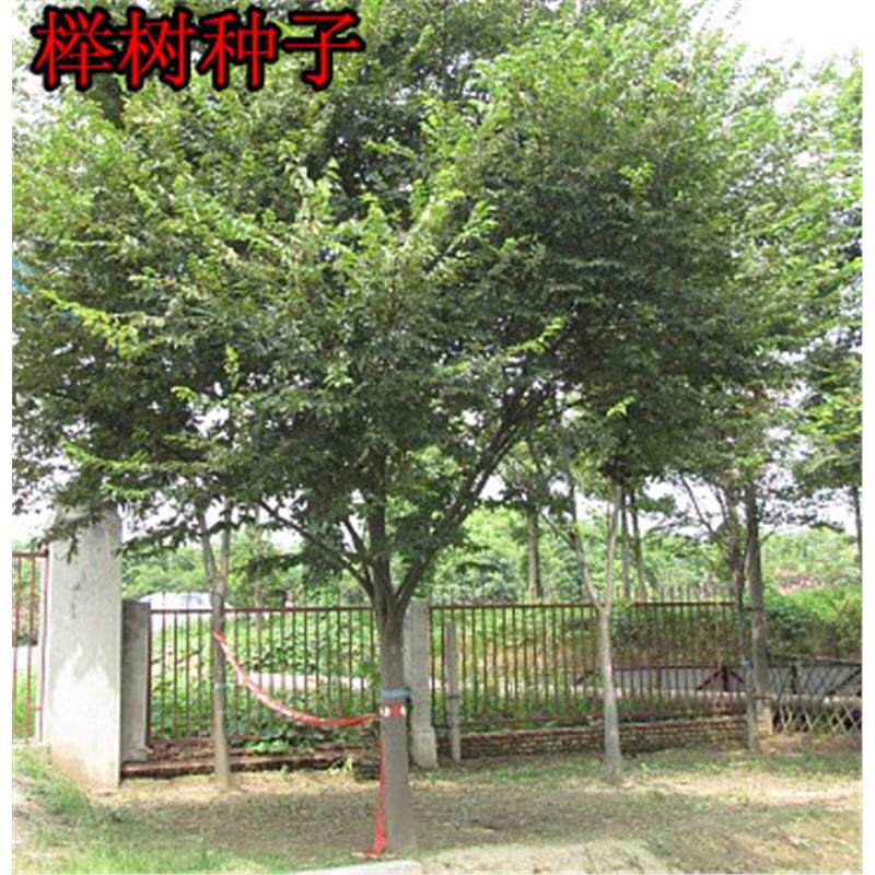 榉树种子 红榉树 小叶朴树 小叶红榉 大叶青榉种子 大叶朴树