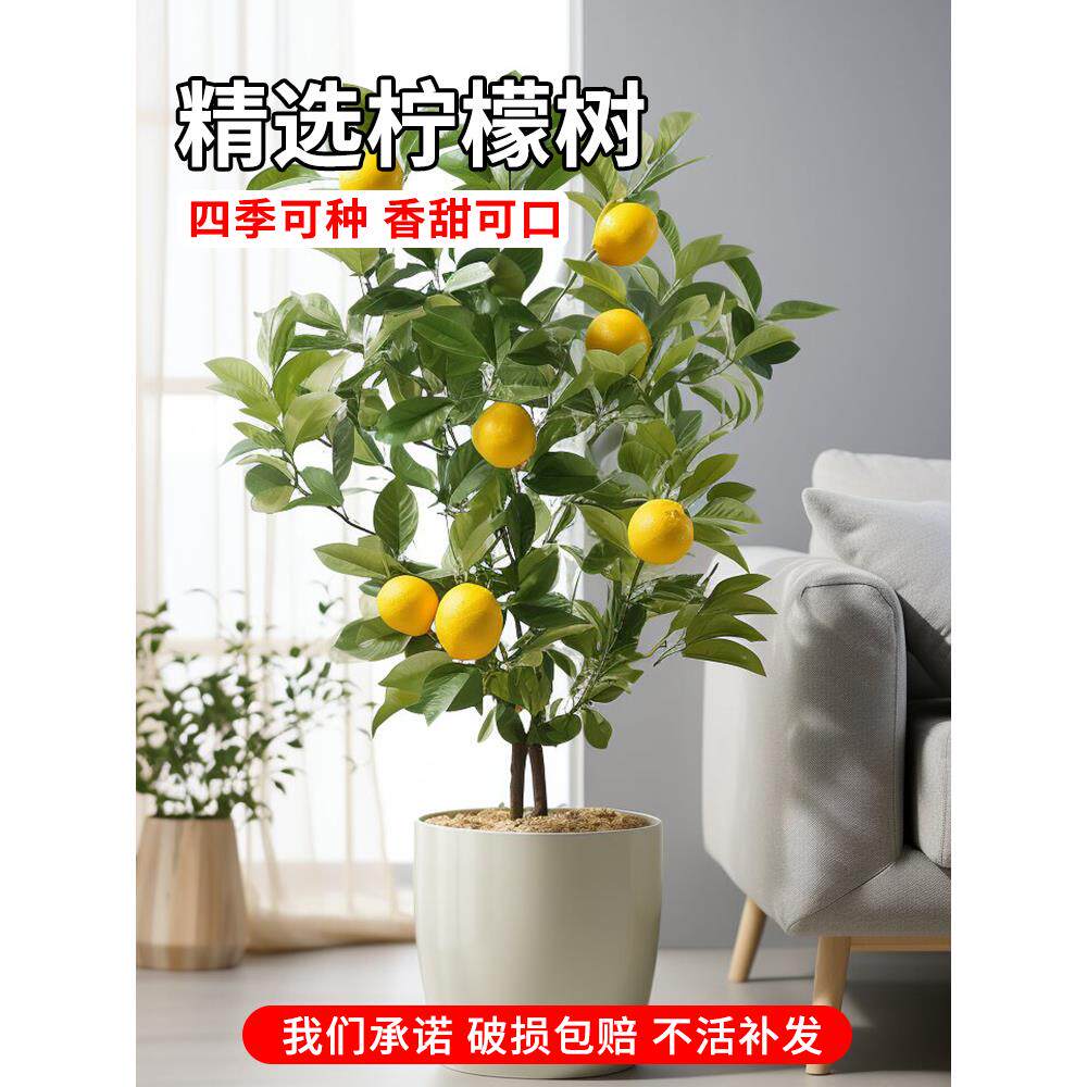 香水柠檬树苗水果盆栽可食用驱蚊浓香好养阳台四季花卉室内绿植物