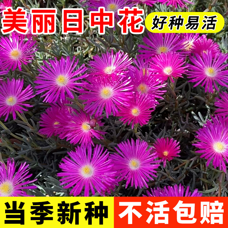 美丽日中花籽100粒龙须海棠牡丹吊兰种籽匍匐可垂吊阳台盆栽春播