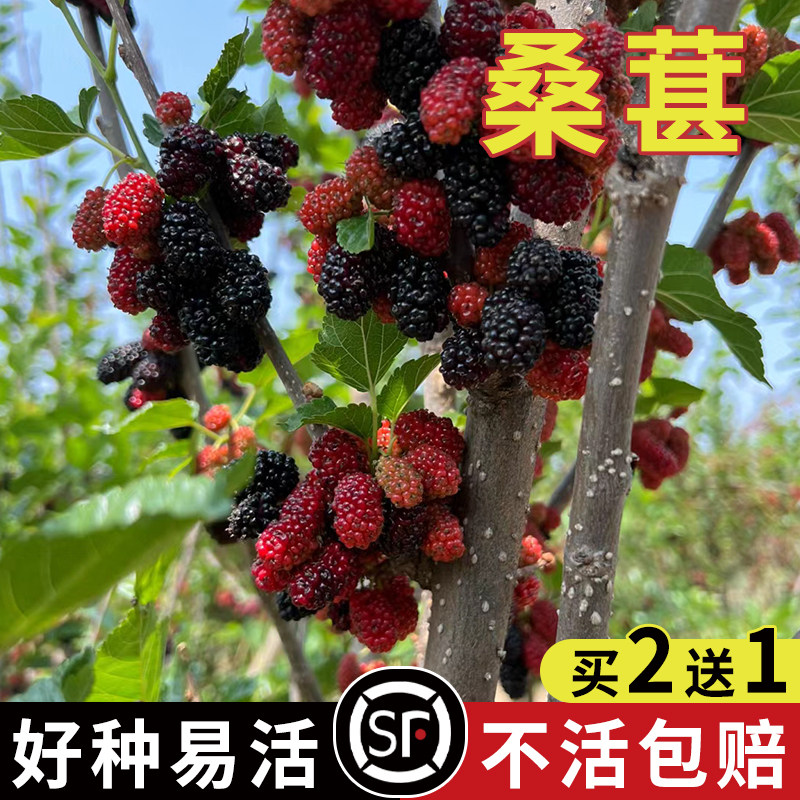 桑树种子 大叶桑树净籽饲料桑葚籽 桑叶可做蚕饲料