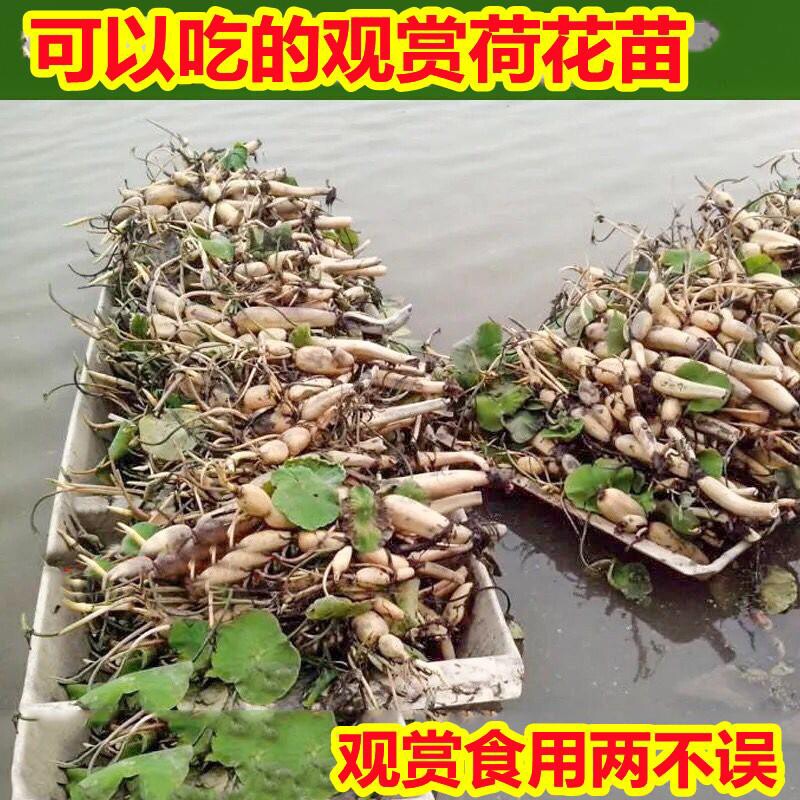 浅水藕种根莲藕种藕深水藕种 高产食用莲藕种苗 藕带苗藕苗