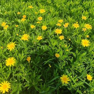 木春菊种子菊花庭院四季开花多年生花卉花卉工程苗花镜植物